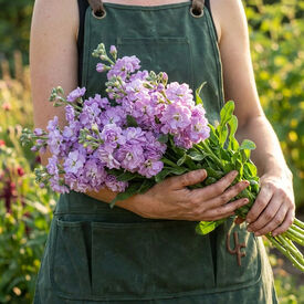 Marine Quartet, Stock Seeds